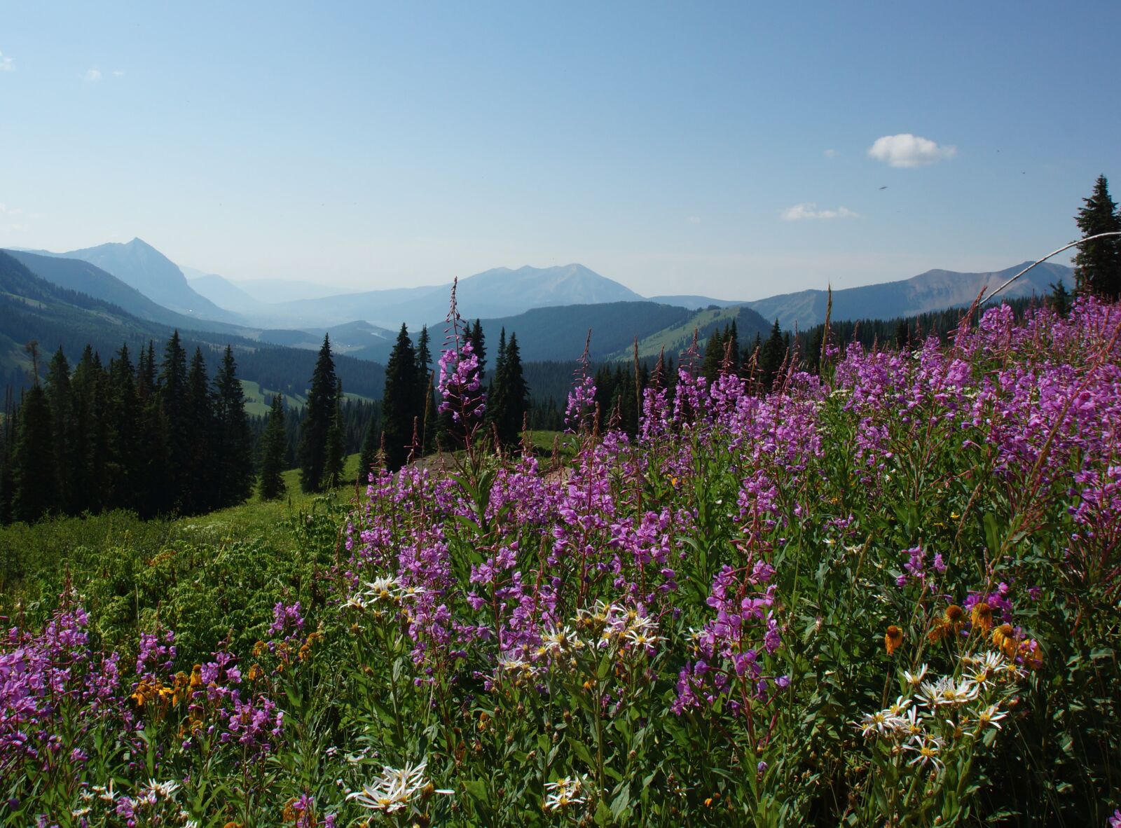 Sony SLT-A65 (SLT-A65V) sample photo. Wildflower, purple, mountain photography