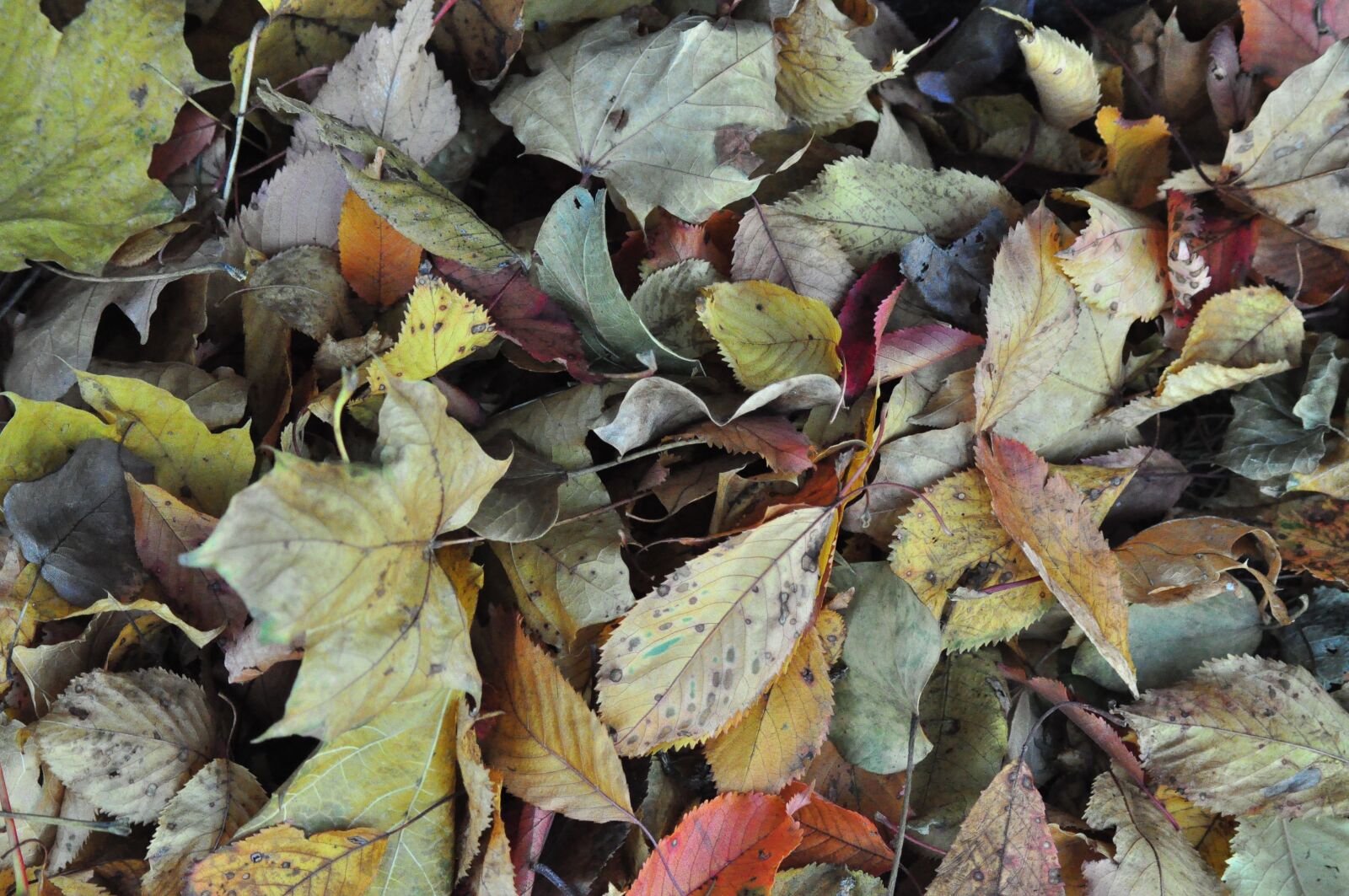 Nikon D5000 sample photo. Leaves, autumn, ground photography