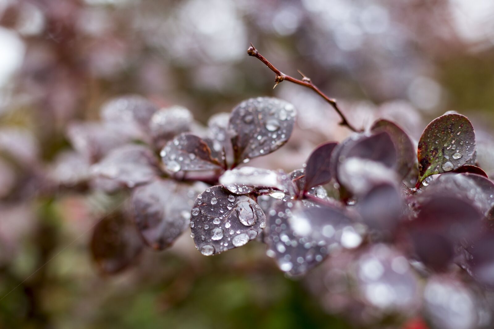 Canon EOS 700D (EOS Rebel T5i / EOS Kiss X7i) + Canon EF 50mm F1.8 II sample photo. Autumn, bush, water photography
