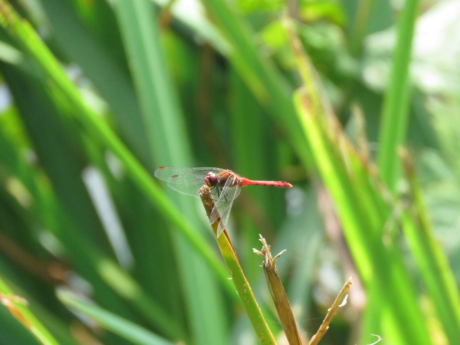 Canon PowerShot SX60 HS sample photo. Dragonfly, nature, insect photography