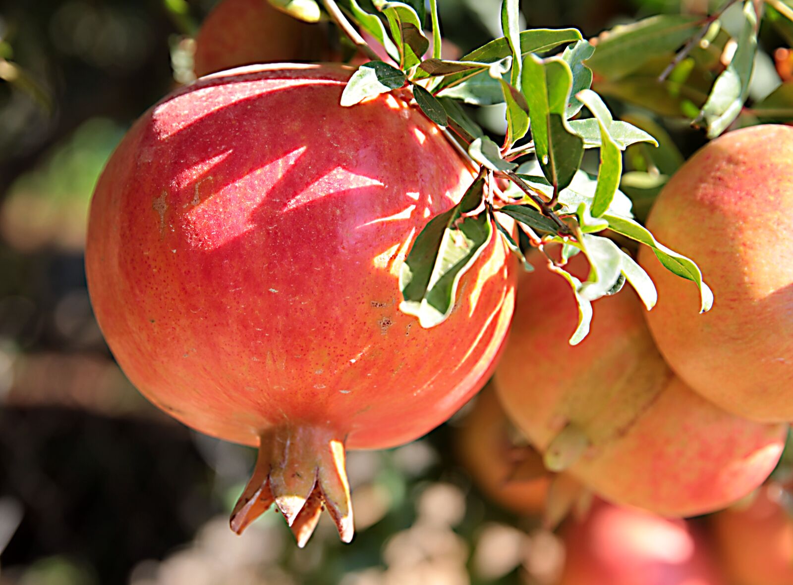 Canon EOS 550D (EOS Rebel T2i / EOS Kiss X4) sample photo. Pomegranate, fruit, autumn photography