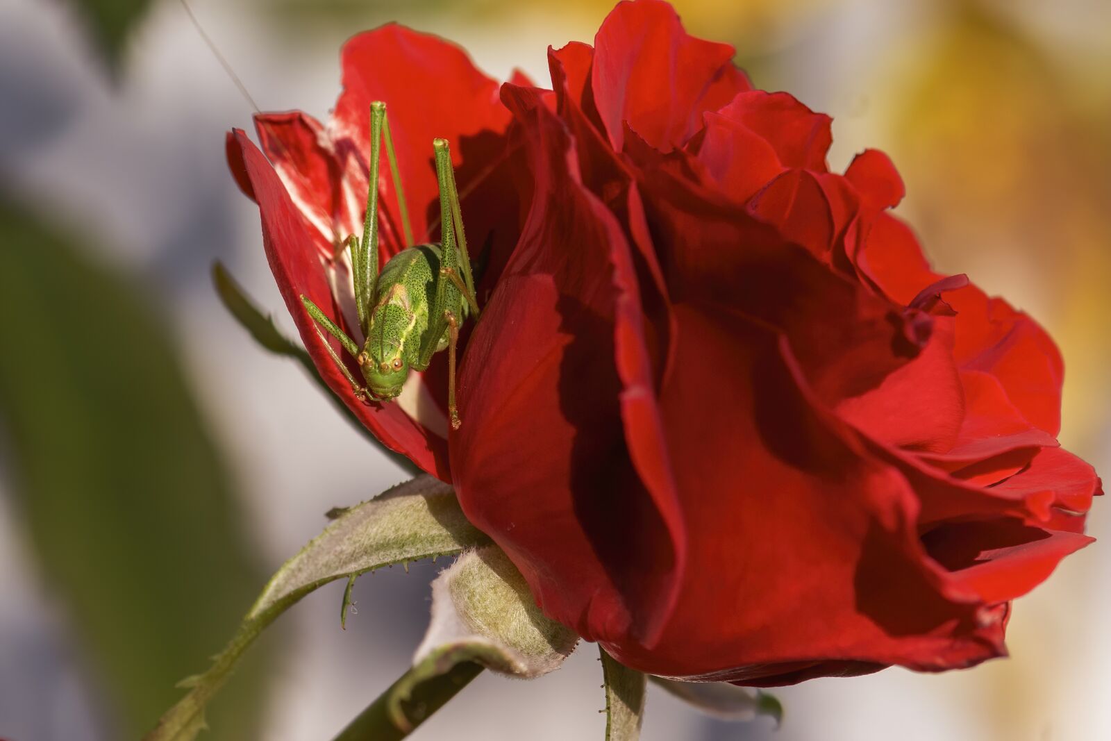 Nikon D7100 sample photo. Grasshopper, rose, insect photography