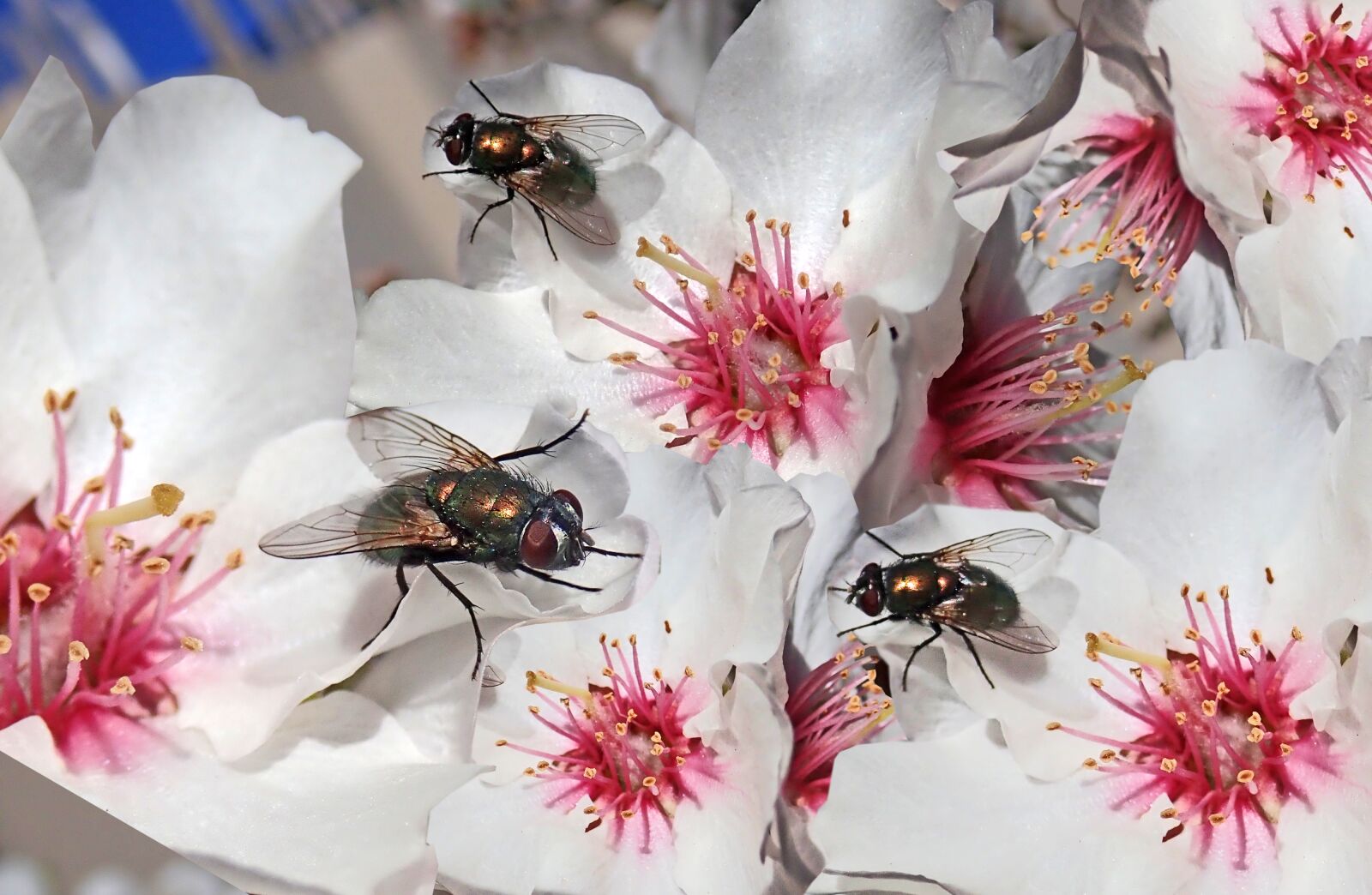 Olympus TG-5 sample photo. Flies, insects, pests photography