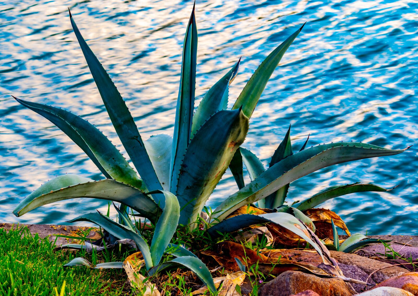 Canon EOS 200D (EOS Rebel SL2 / EOS Kiss X9) sample photo. Agave, cactus, succulent photography