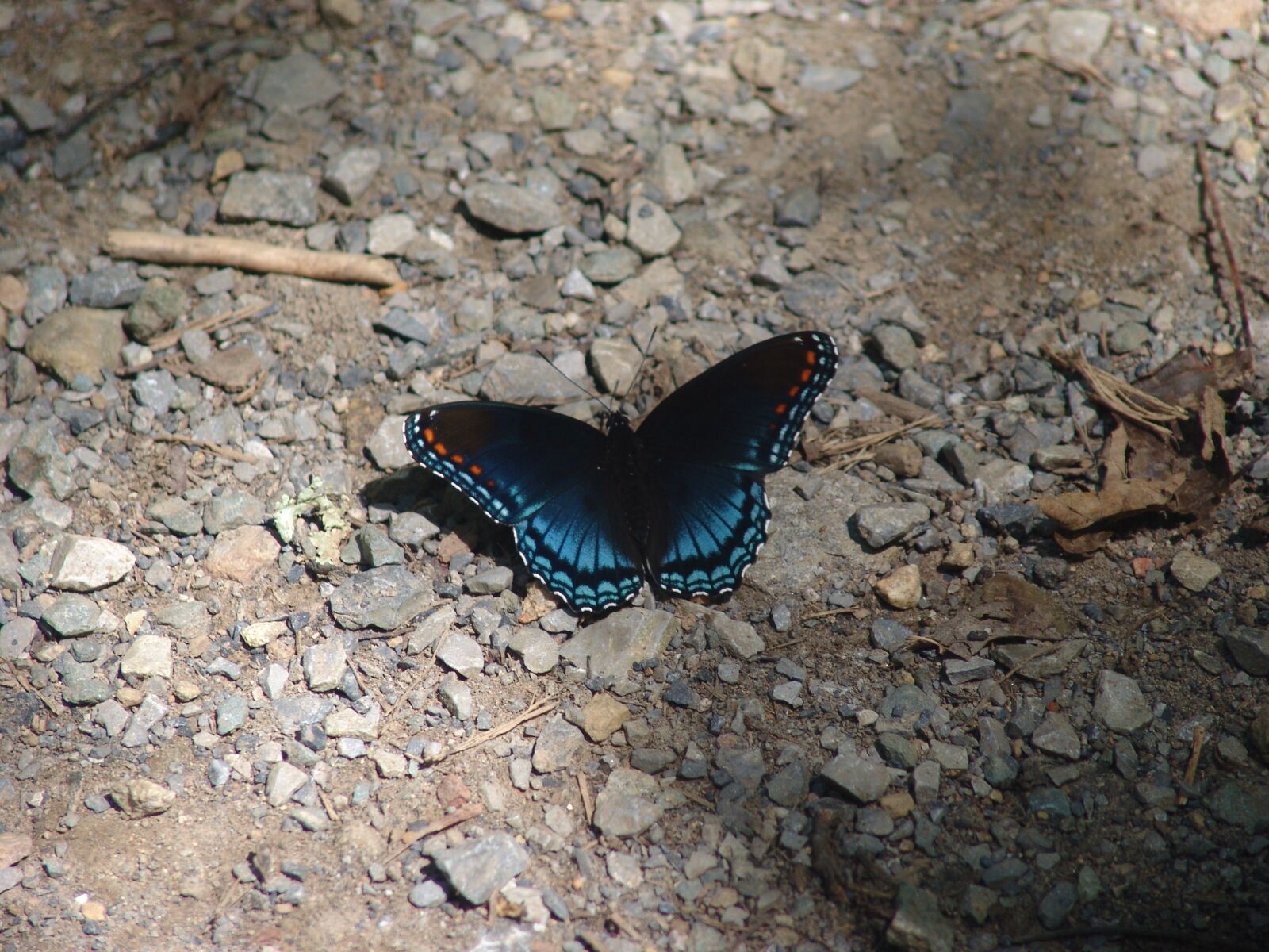 Sony DSC-F828 sample photo. Butterfly, nature, insect photography