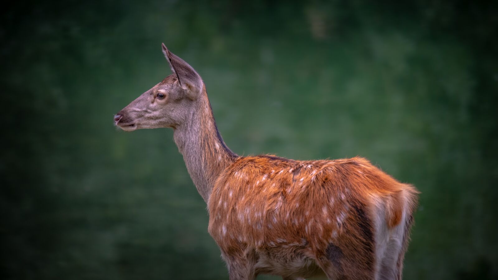 Nikon D750 sample photo. Deer, villalago, scanno photography