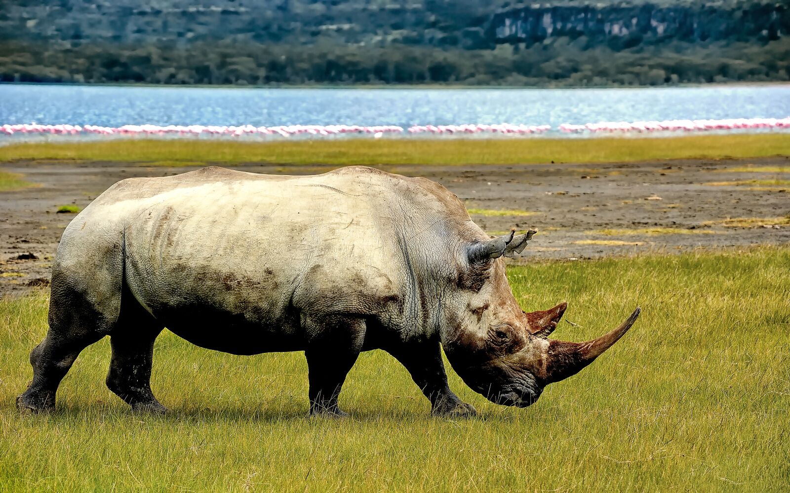 Nikon D3S sample photo. Rhino, rhinoceros, animal photography
