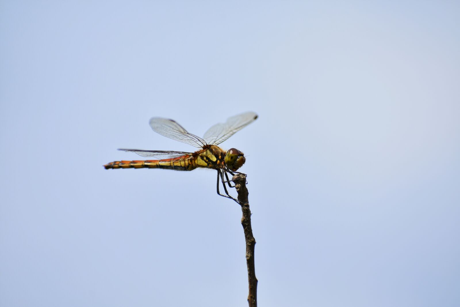 Nikon D7200 sample photo. Natural, landscape, sky photography