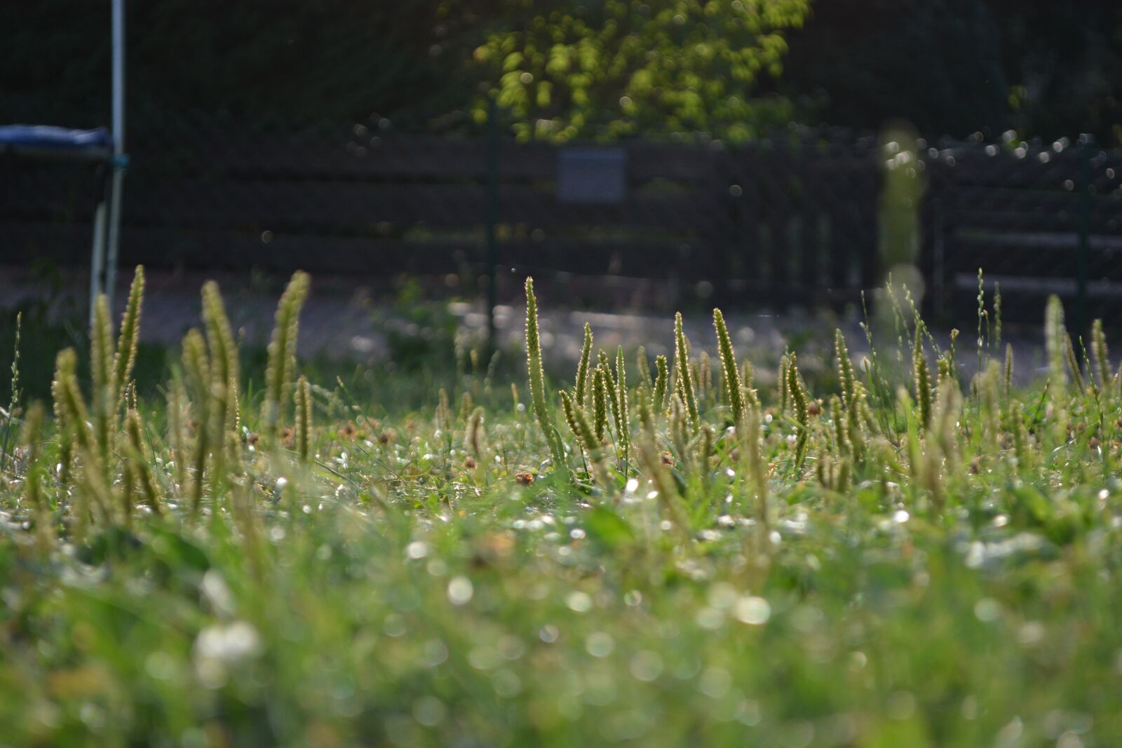 Nikon D5200 sample photo. Meadow, grass, focus photography
