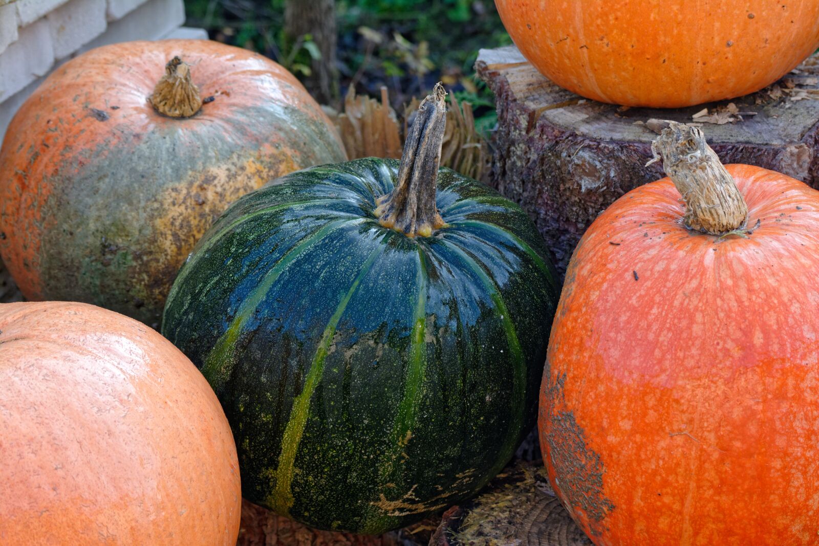 Nikon D5200 sample photo. Pumpkin, pumpkins, green pumpkin photography