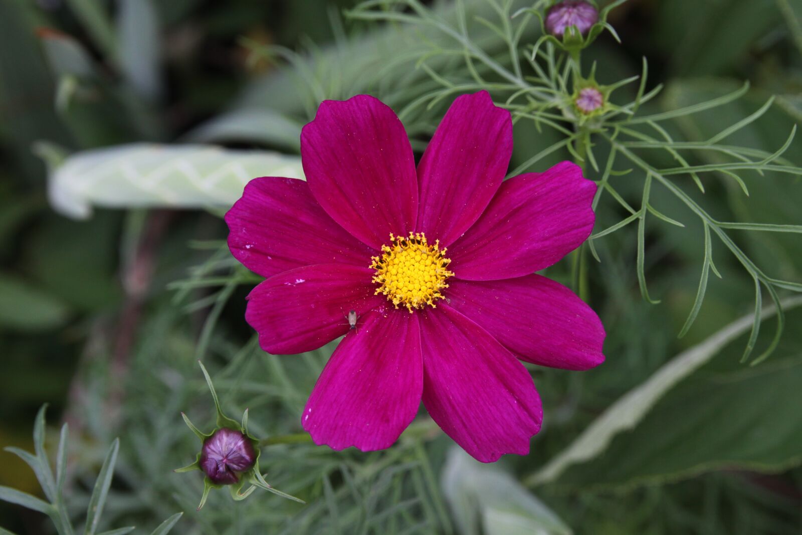 Canon EOS 50D sample photo. Flower, cosmos, cosmea photography