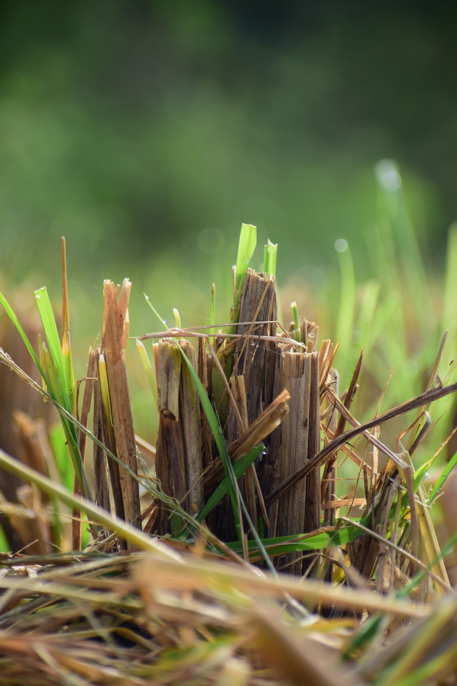 Nikon D5300 sample photo. Paddy, cut, after photography