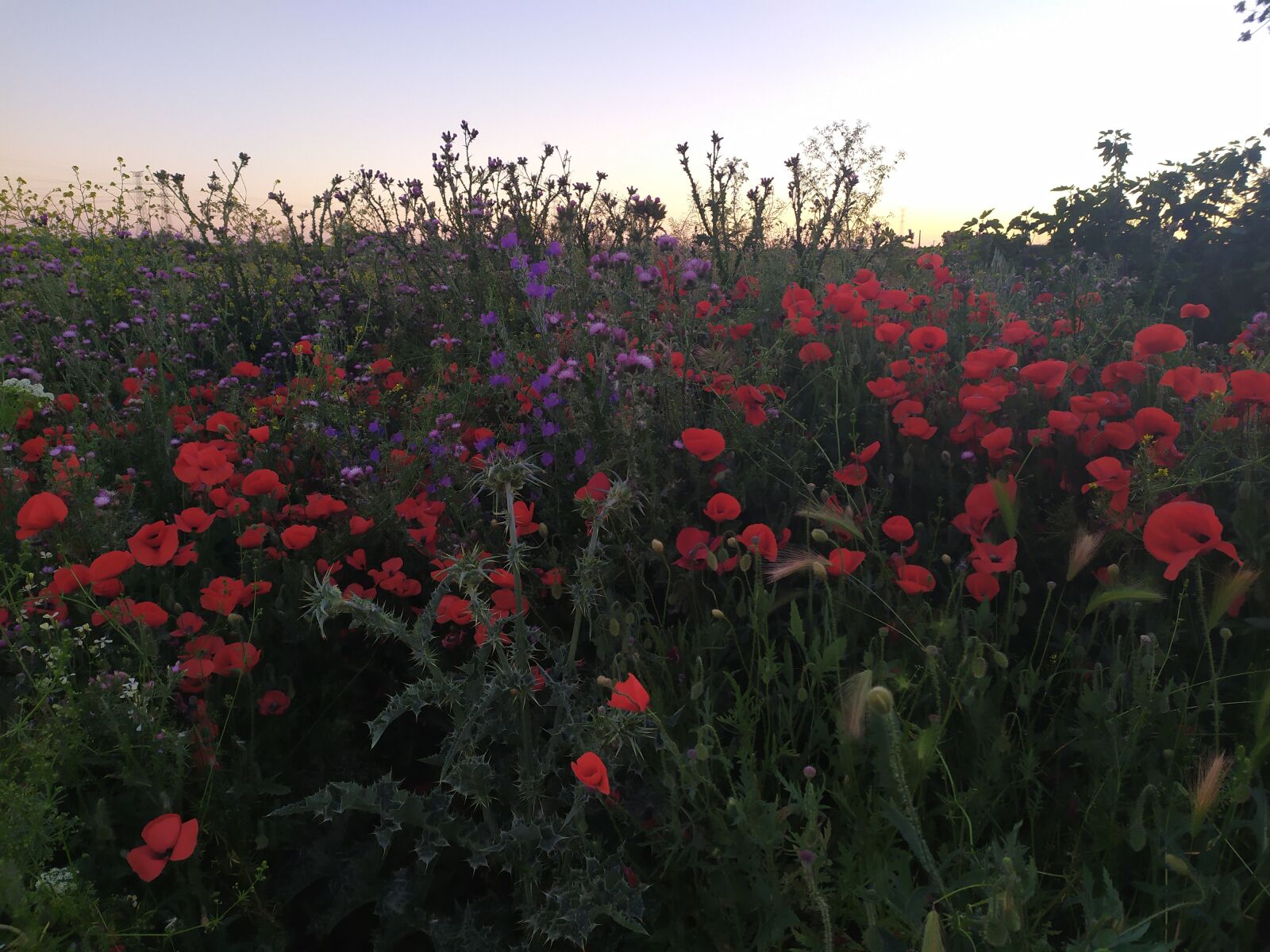 Xiaomi Redmi Note 7 sample photo. Countryside, sunset, madrid photography