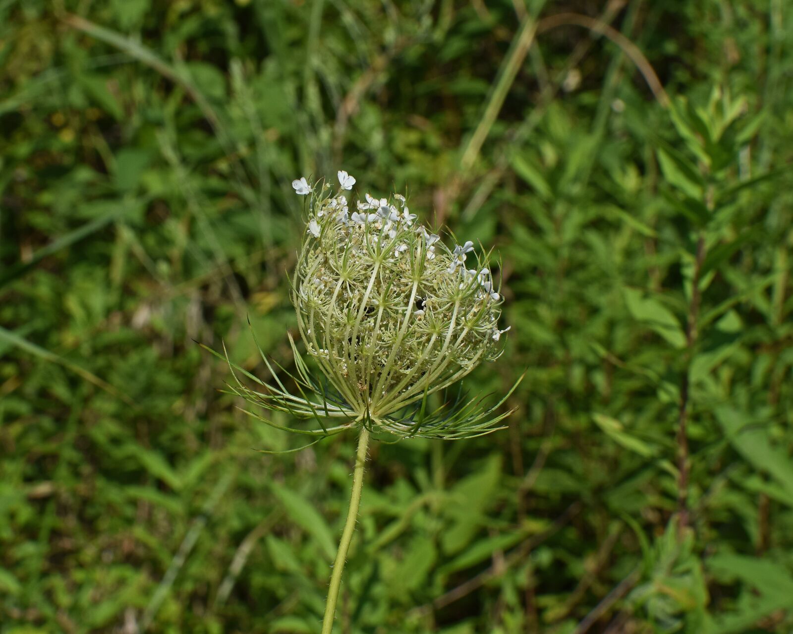 Nikon D3300 sample photo. Milkweed flower opening, wildflower photography