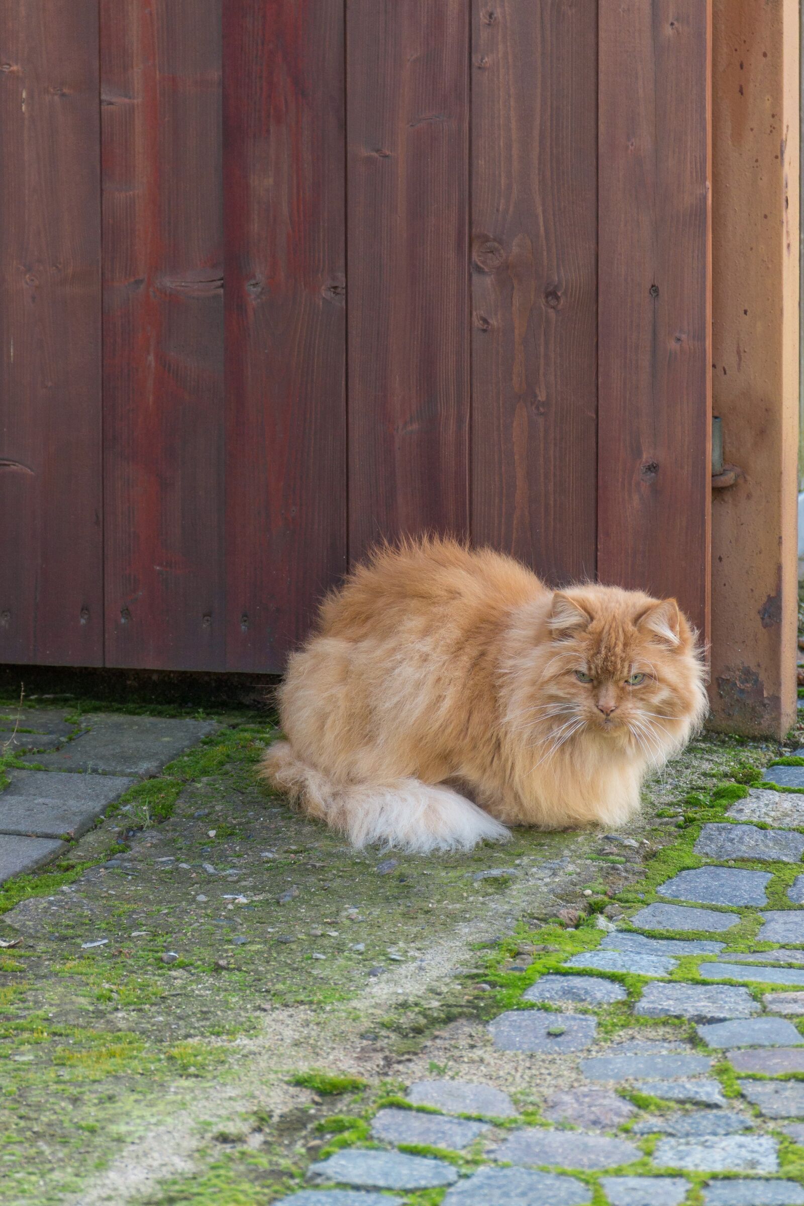 Canon EOS 600D (Rebel EOS T3i / EOS Kiss X5) sample photo. Cat, breed cat, red photography