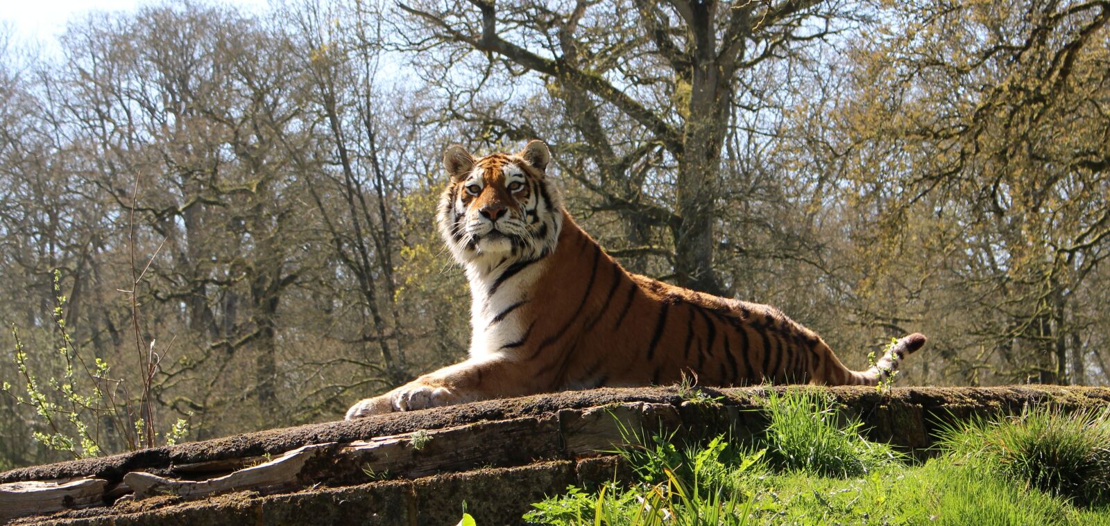 Canon EOS 100D (EOS Rebel SL1 / EOS Kiss X7) sample photo. Big cat, tiger, wildlife photography