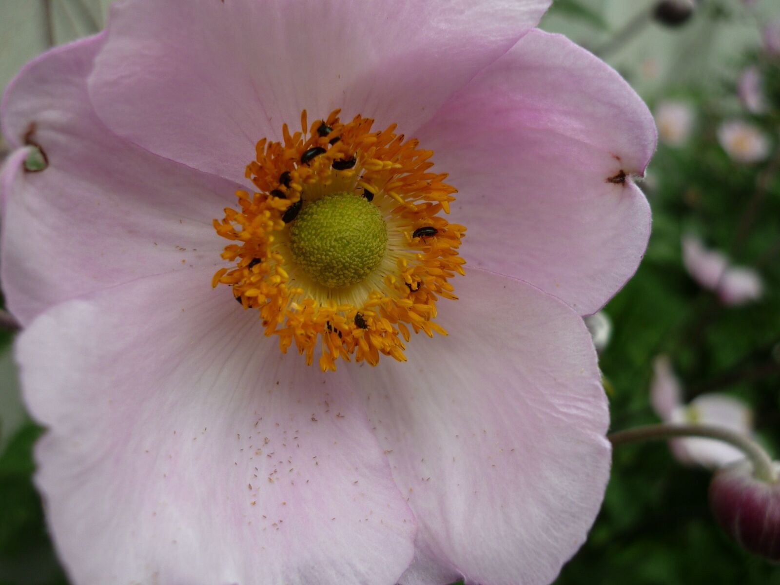 Panasonic Lumix DMC-FS6 sample photo. Summer anemone, culture, pink photography