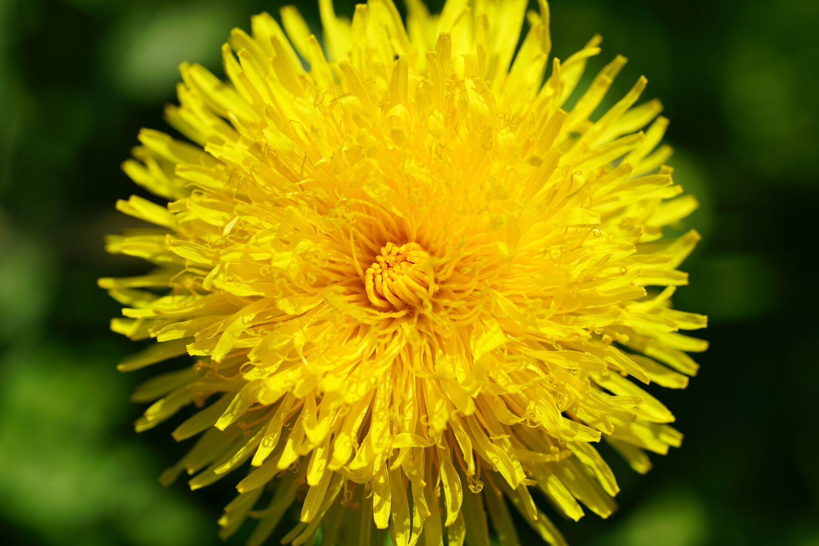 Sony a7R II + Sony FE 90mm F2.8 Macro G OSS sample photo. Dandelion, blossom, bloom photography