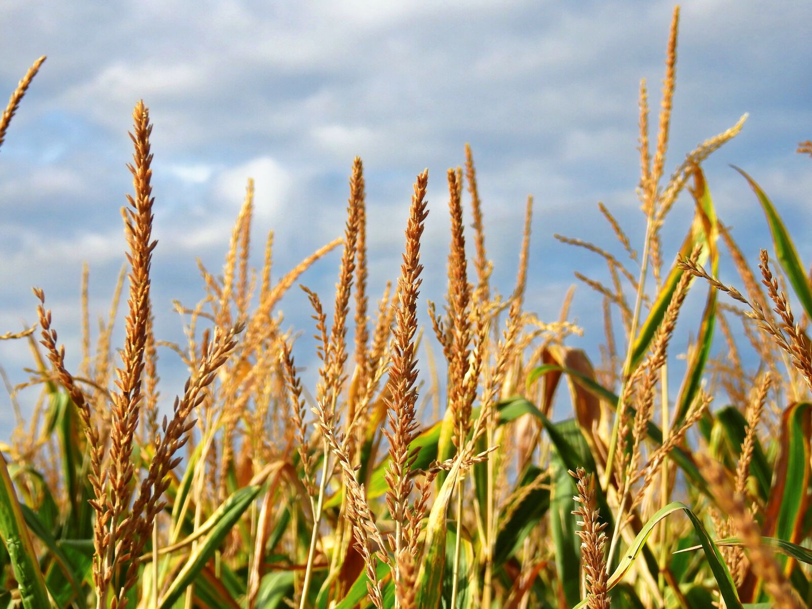 Nikon Coolpix P900 sample photo. Corn, mais imitate, ear photography
