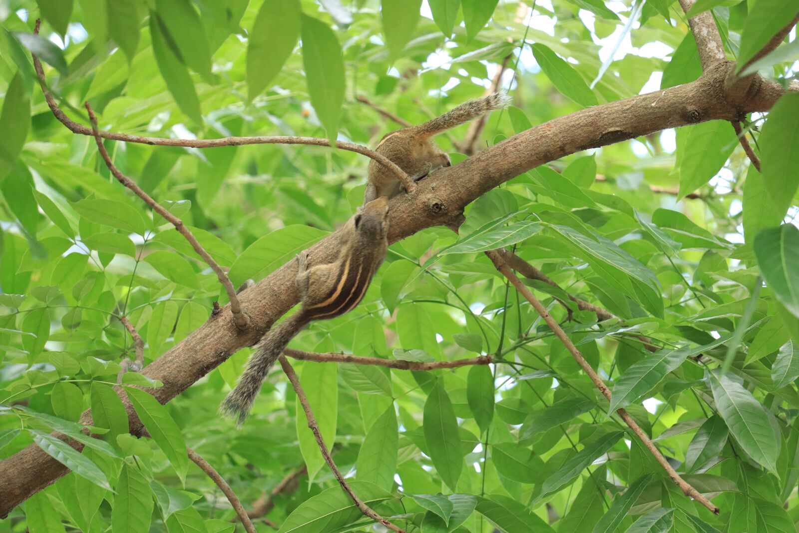 Canon EOS 250D (EOS Rebel SL3 / EOS Kiss X10 / EOS 200D II) sample photo. Squirrel, two, playing photography