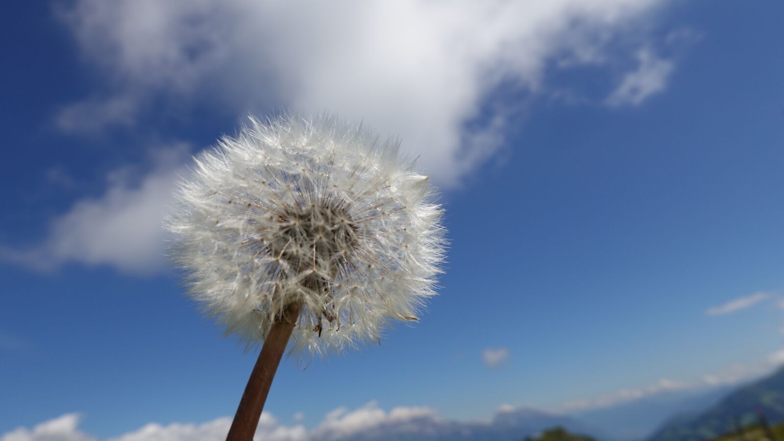 Sony DSC-RX100M7 sample photo. Dandelion, flower, clouds photography
