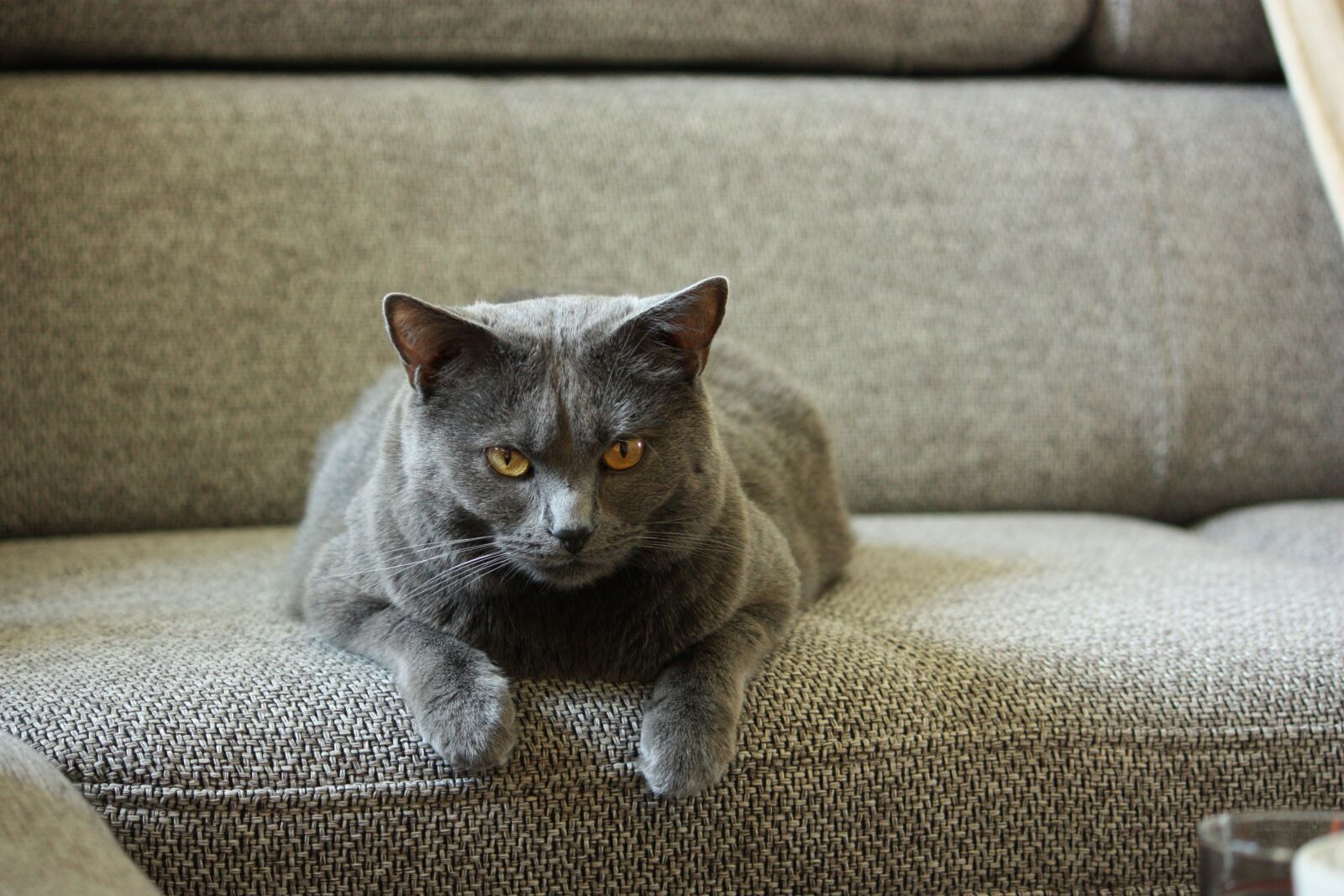 Canon EOS 450D (EOS Rebel XSi / EOS Kiss X2) sample photo. Chartreux, cat, animals photography