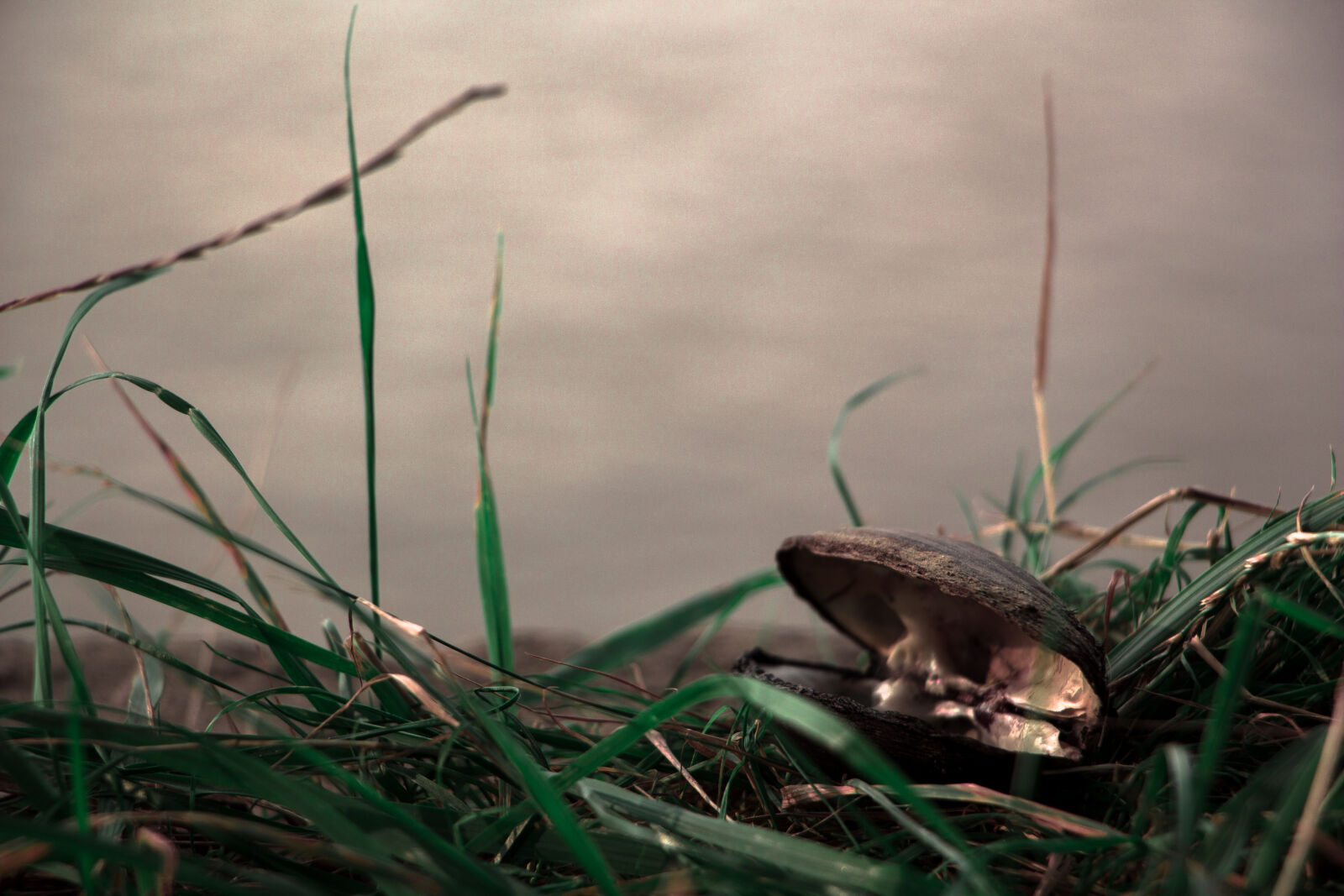 Canon EOS 700D (EOS Rebel T5i / EOS Kiss X7i) sample photo. Grass, nature, river, river photography