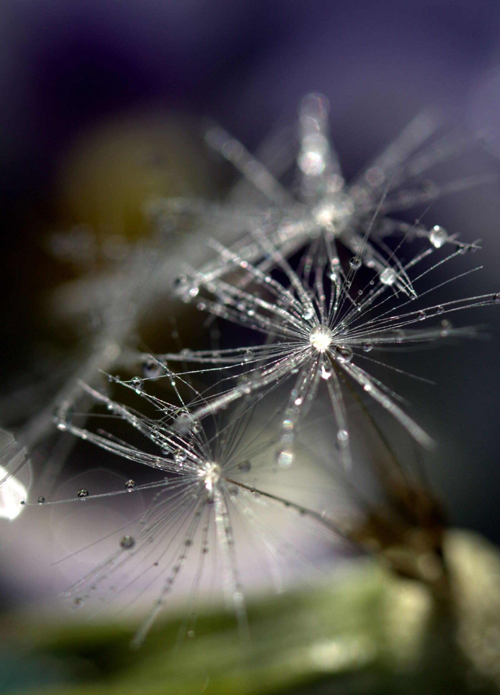 Canon EF-S 60mm F2.8 Macro USM sample photo. Dandelion, drops, macro photography