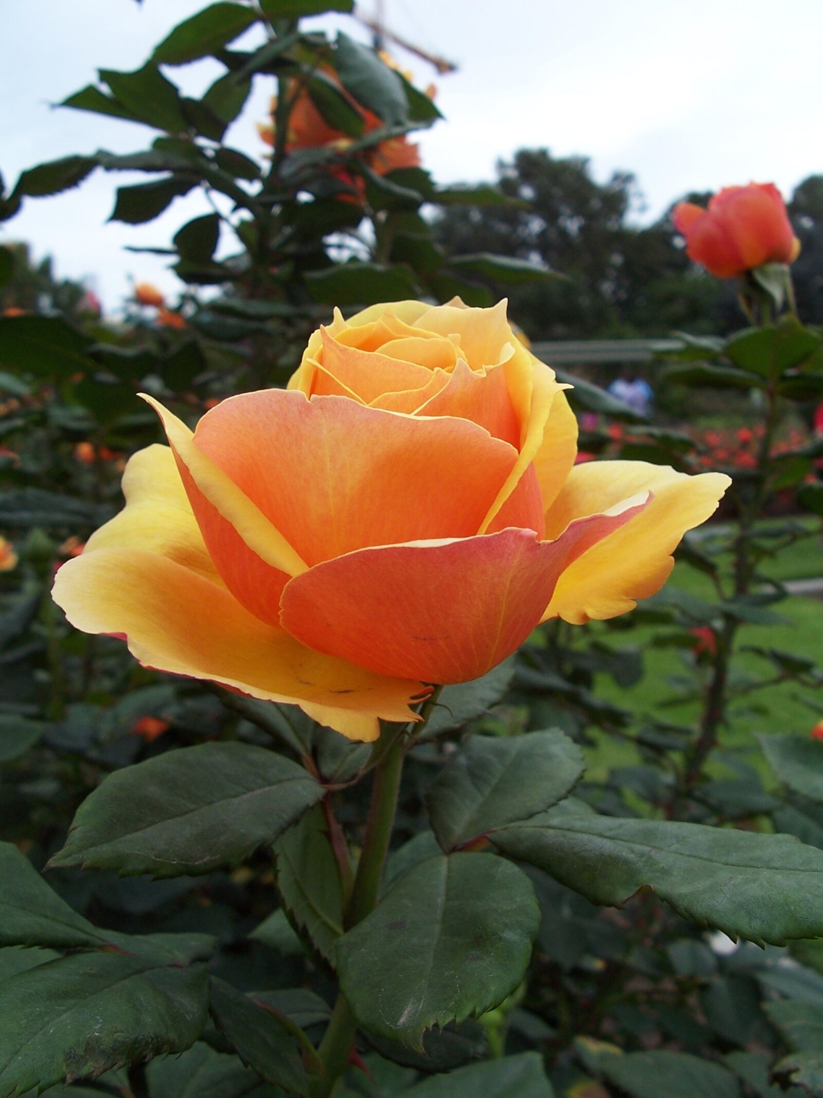 Kodak Z700 ZOOM DIGITAL CAMERA sample photo. Single, peach, rose photography