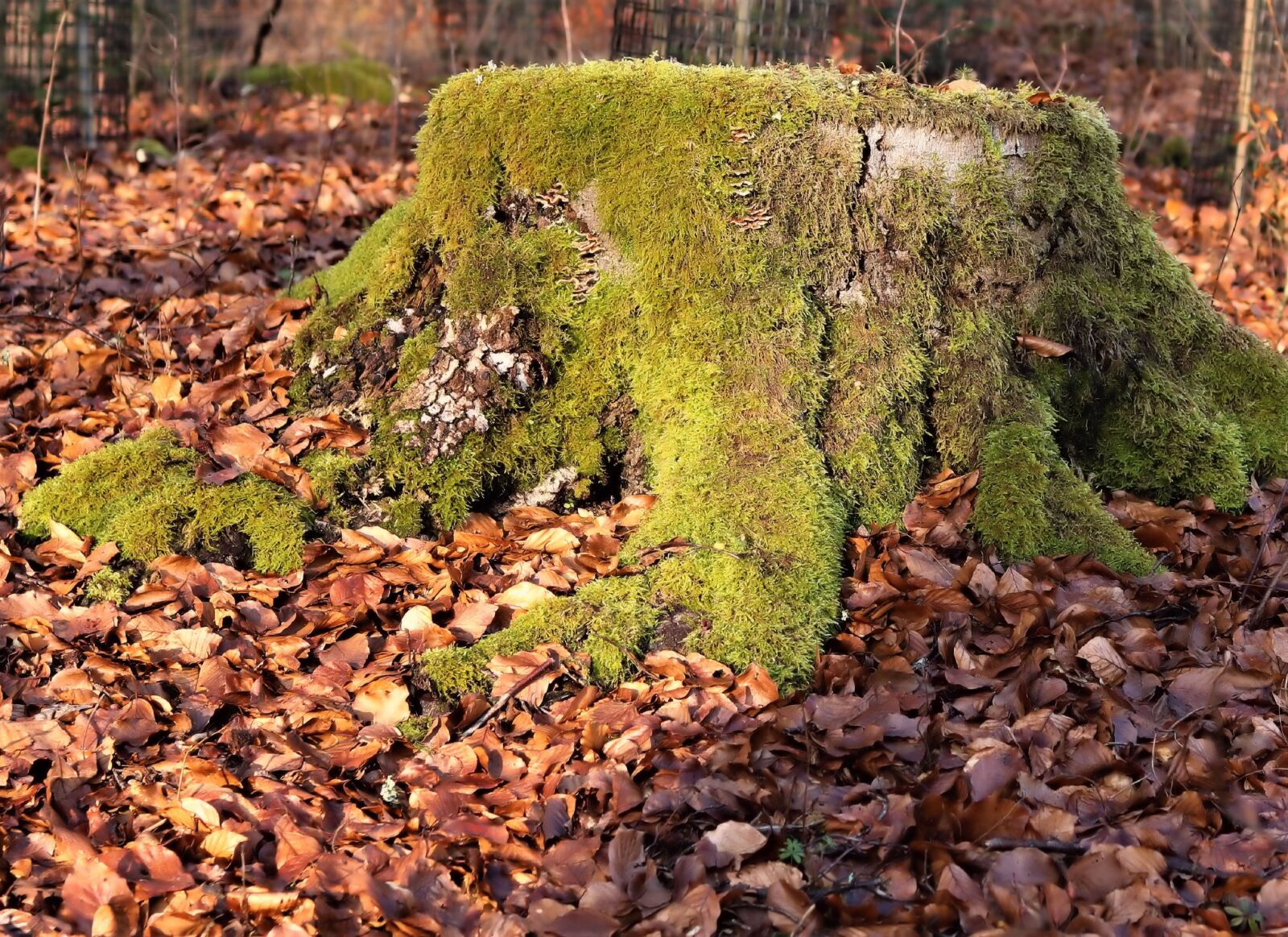 Canon EF 35mm F2 IS USM sample photo. Tree stump frozen, moss photography