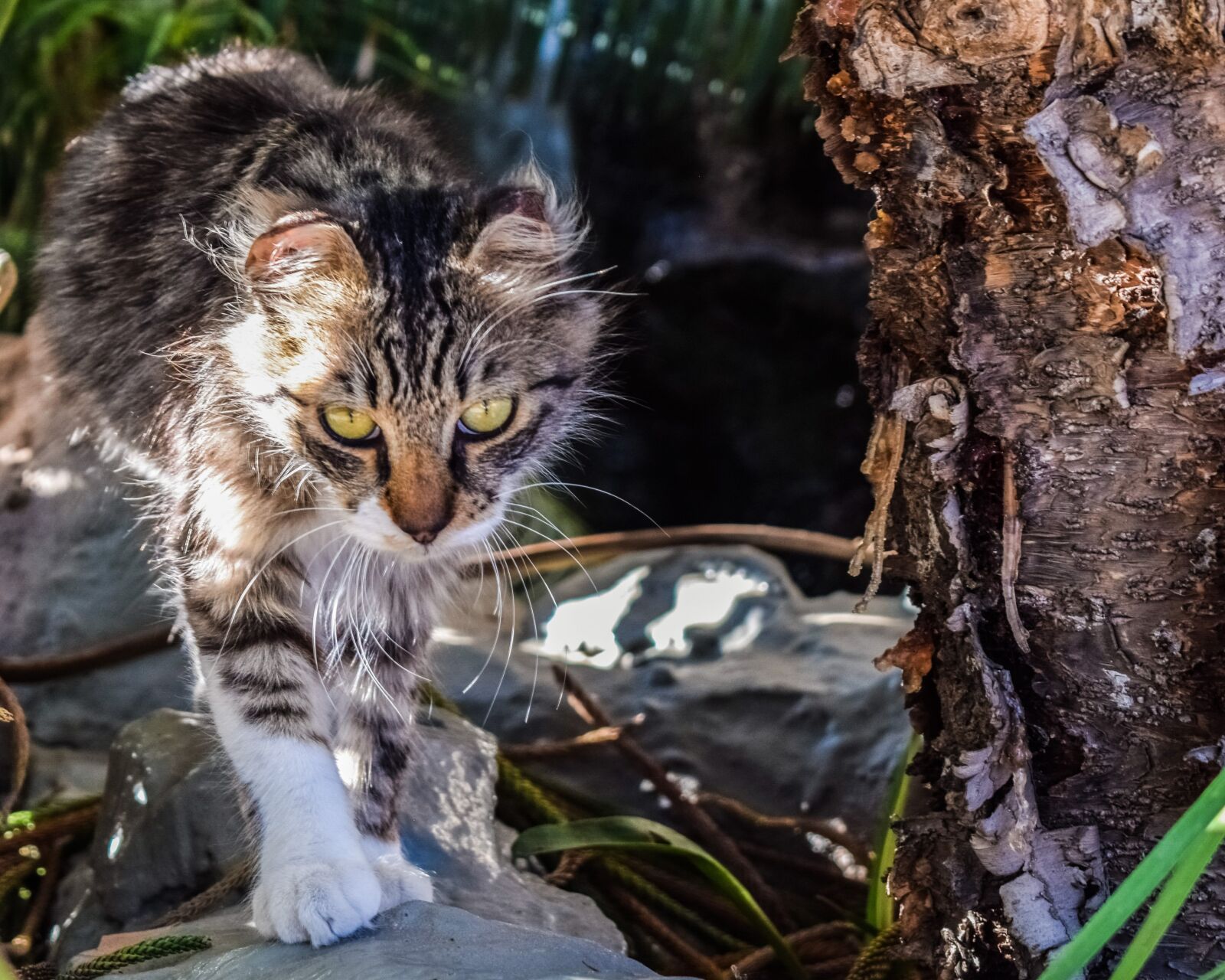 Nikon D3300 sample photo. Cat, stray, eyes photography