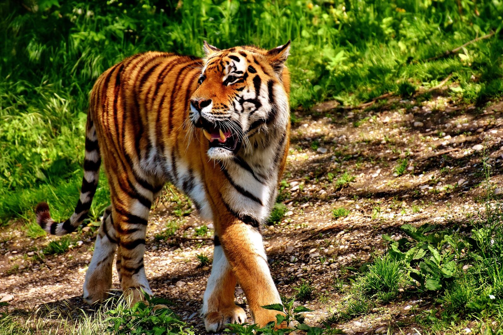 Nikon D7200 sample photo. Tiger, predator, fur photography