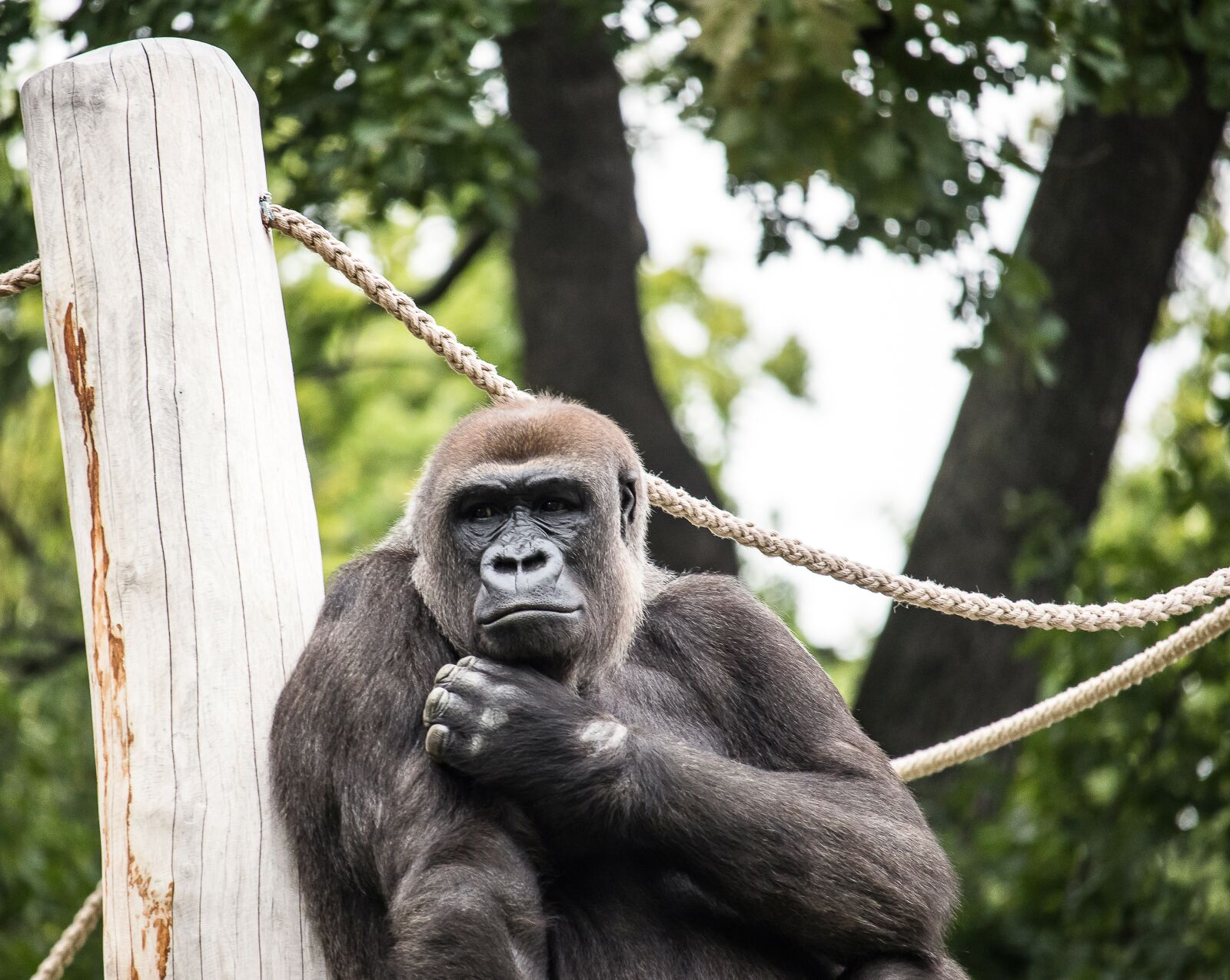 Canon EF-S 55-250mm F4-5.6 IS STM sample photo. Gorilla, monkey, primate photography