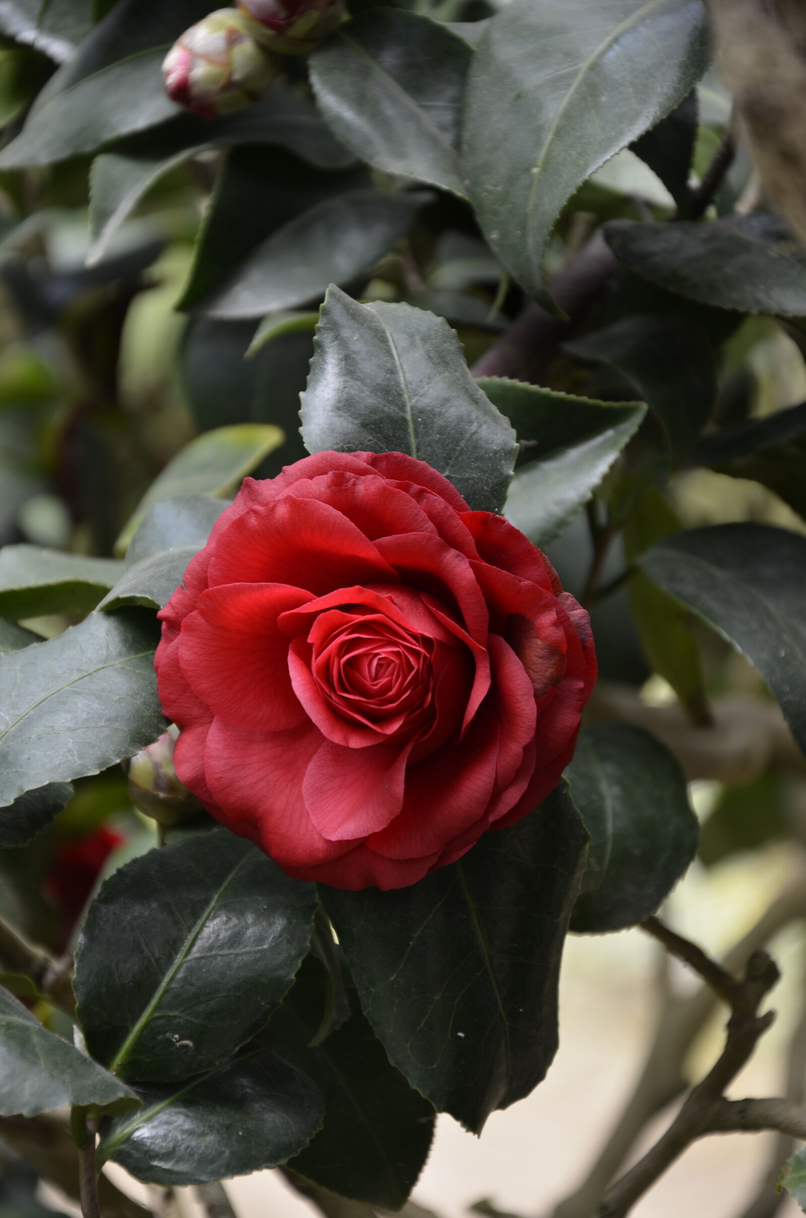 Nikon D7000 sample photo. Flower photography