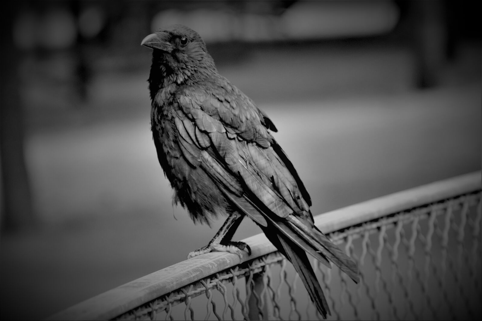 Canon EOS 800D (EOS Rebel T7i / EOS Kiss X9i) sample photo. Corneille, birds, familiar photography