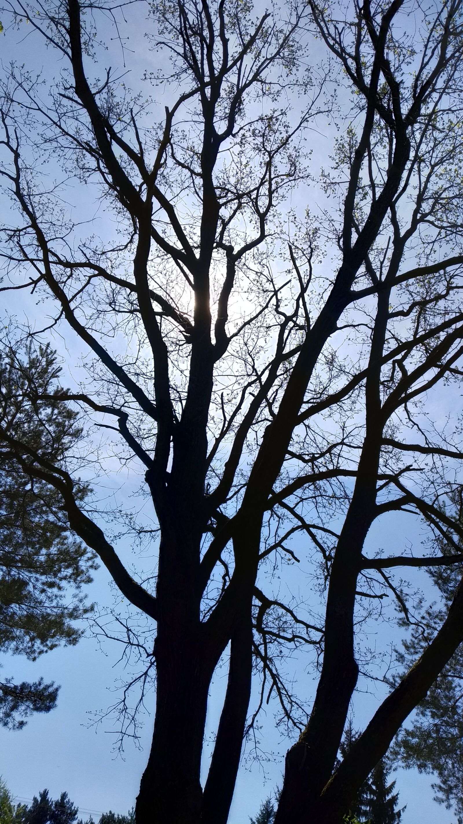 Xiaomi Mi A2 Lite sample photo. Tree, sky, the sun photography