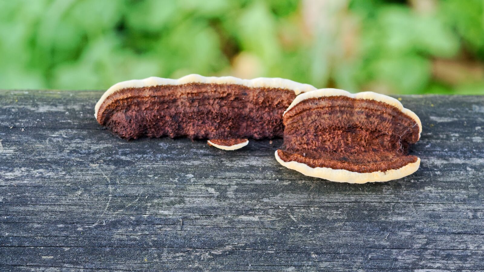 Nikon D3100 sample photo. Mushrooms, the shell, tree photography