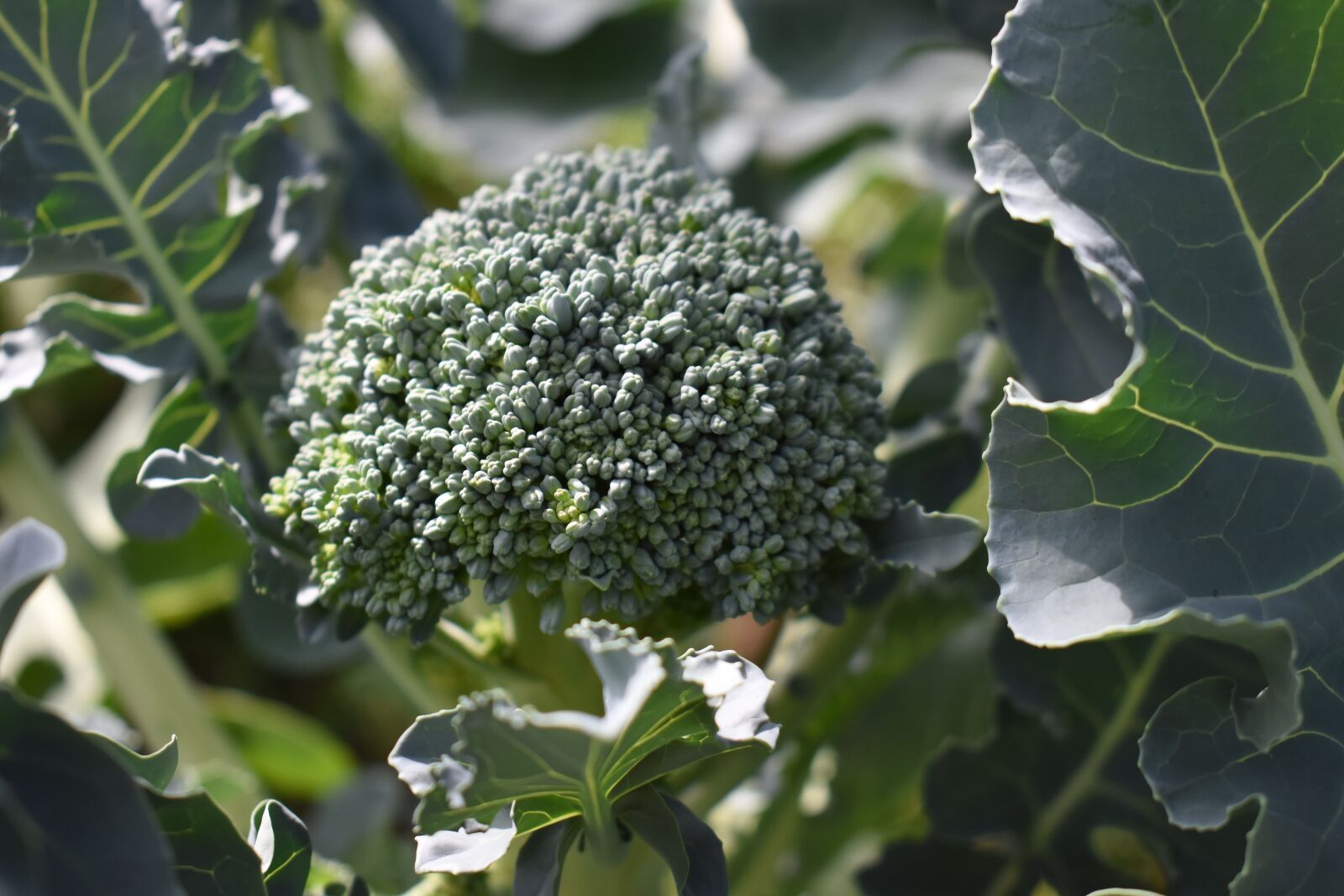Nikon D5500 sample photo. Broccoli, garden, vegetable photography