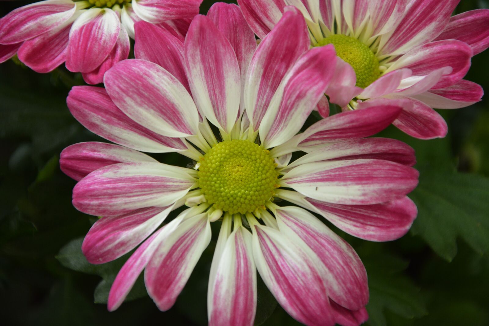 Nikon D5200 sample photo. Flowers, petals, red white photography