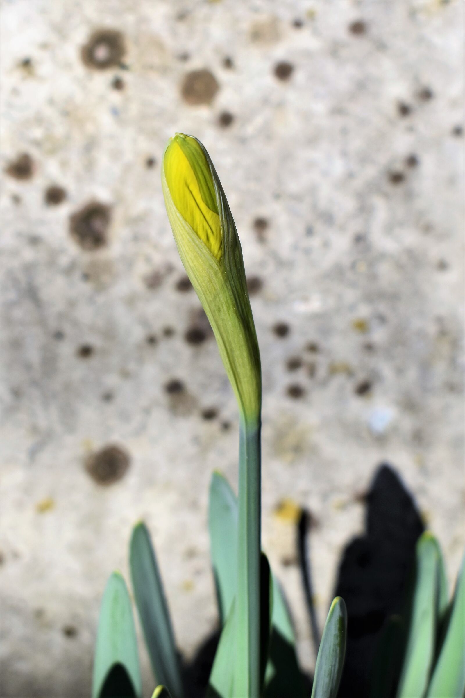 Nikon D5500 sample photo. Osterglocken, flowers, plant photography