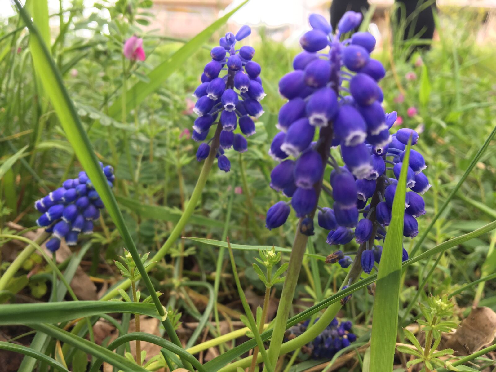 Apple iPhone 6s sample photo. Blue flowers, grass, flower photography