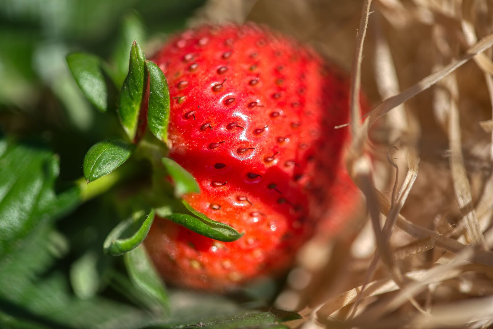 Nikon D750 sample photo. Strawberry, fruit, red photography
