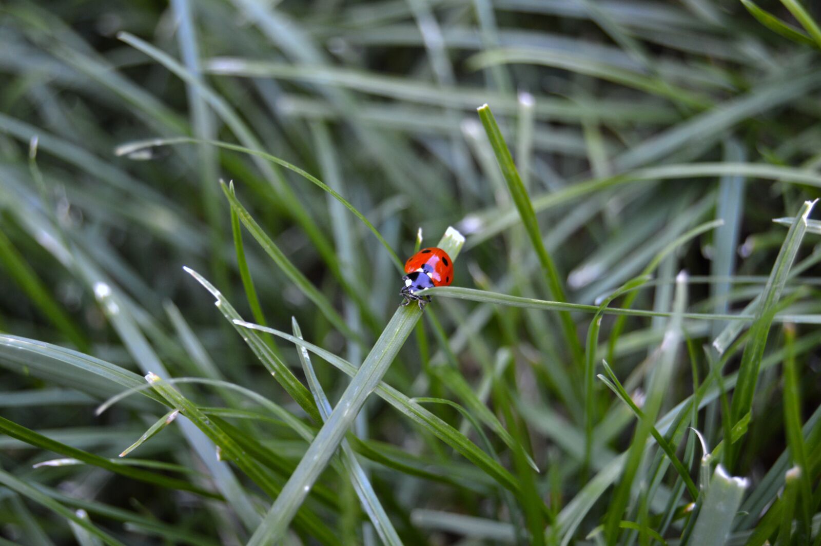 Nikon D3200 sample photo. Bug, beetle, ladybug photography