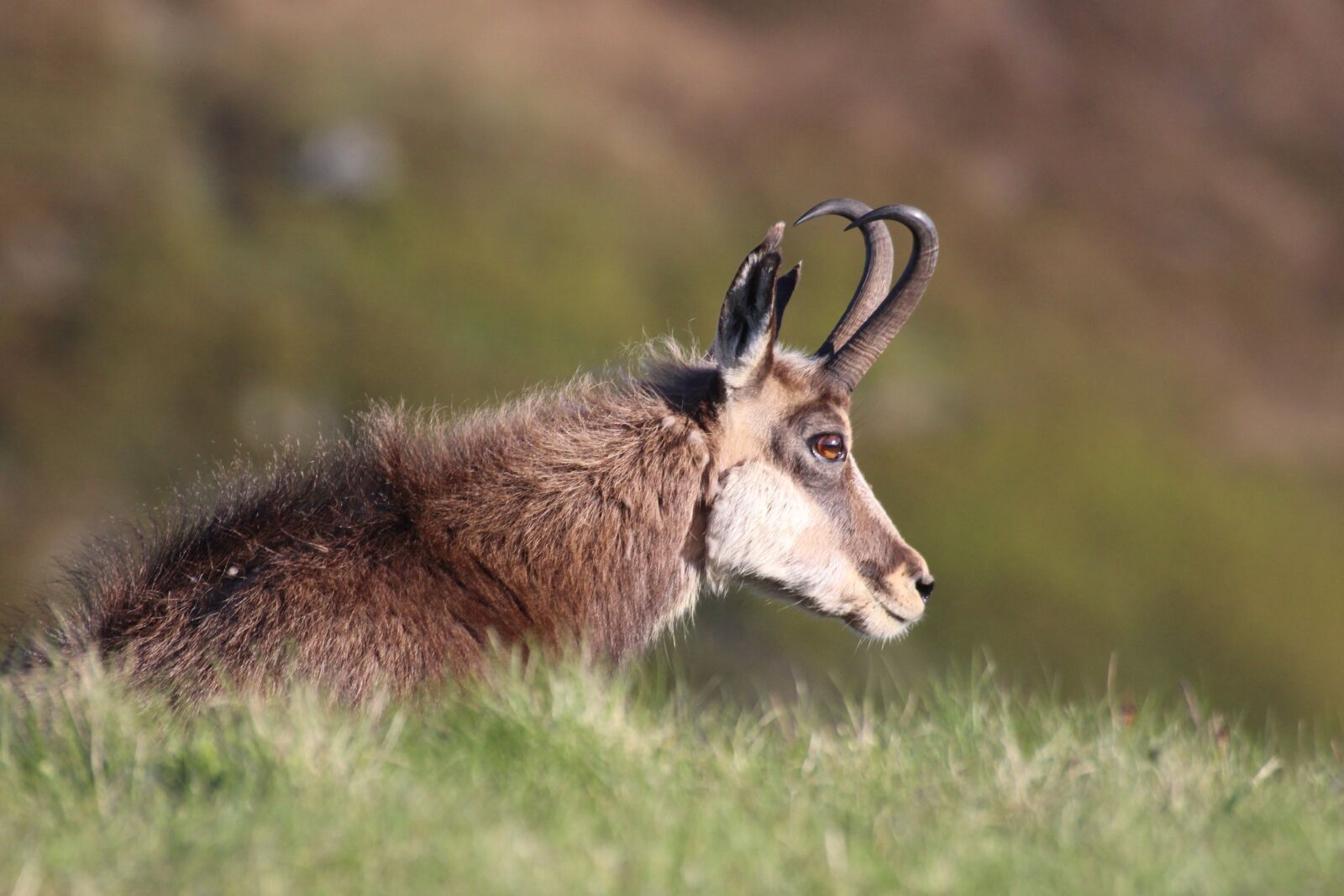 Canon EF 100-400mm F4.5-5.6L IS USM sample photo. Chamois, vosges, hohneck photography