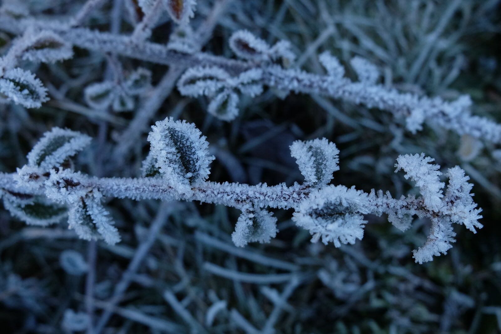 Fujifilm X30 sample photo. Branch, frost, ice, low photography