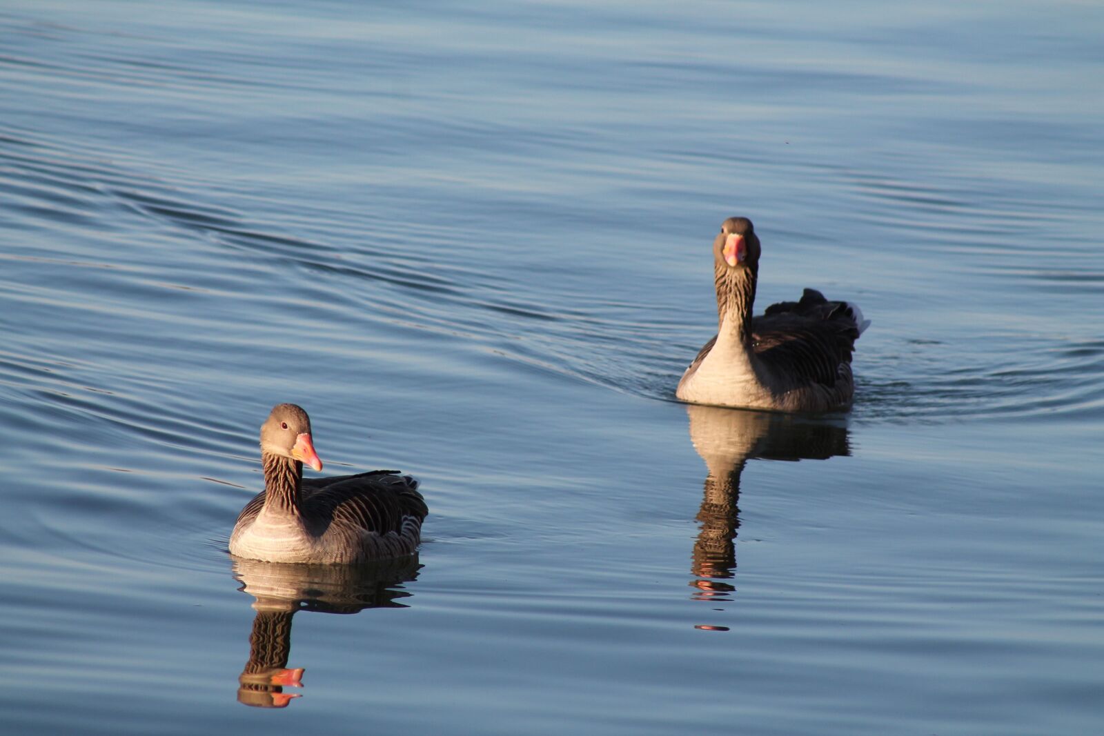 Canon EOS 1100D (EOS Rebel T3 / EOS Kiss X50) + EF75-300mm f/4-5.6 sample photo. Geese, lake, reflection photography