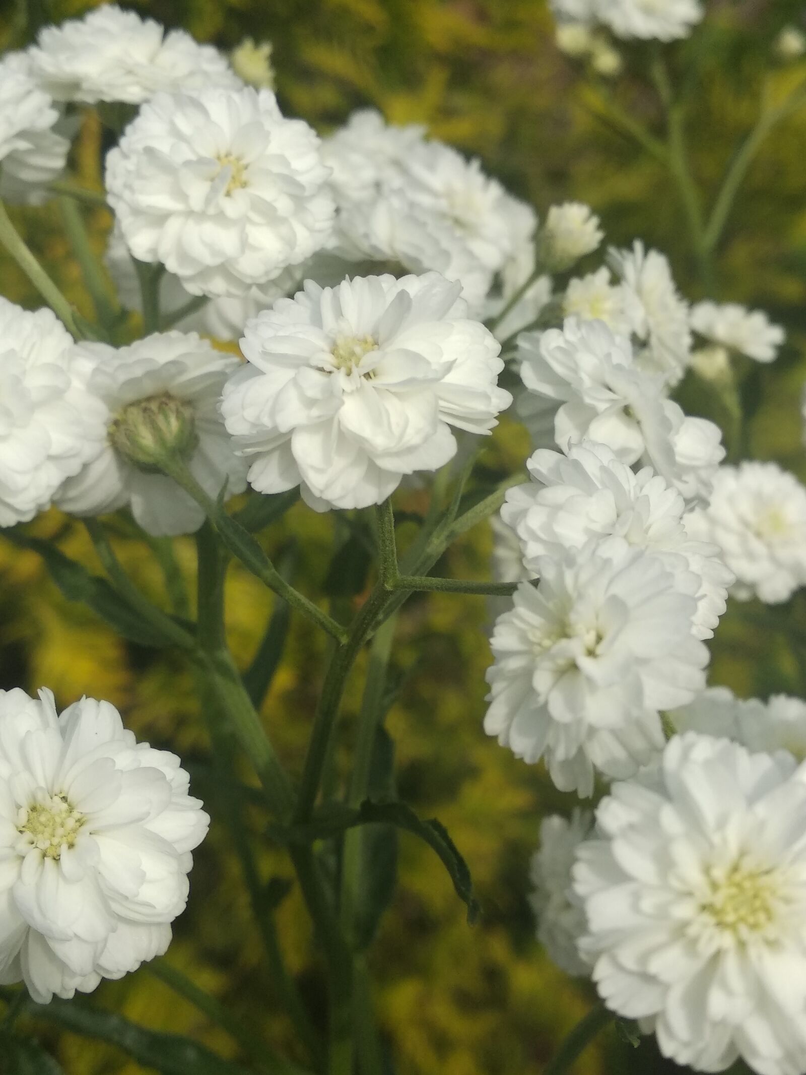 Xiaomi Mi A1 sample photo. жемчужница, цветы многолетники, тысячелистник птармика photography