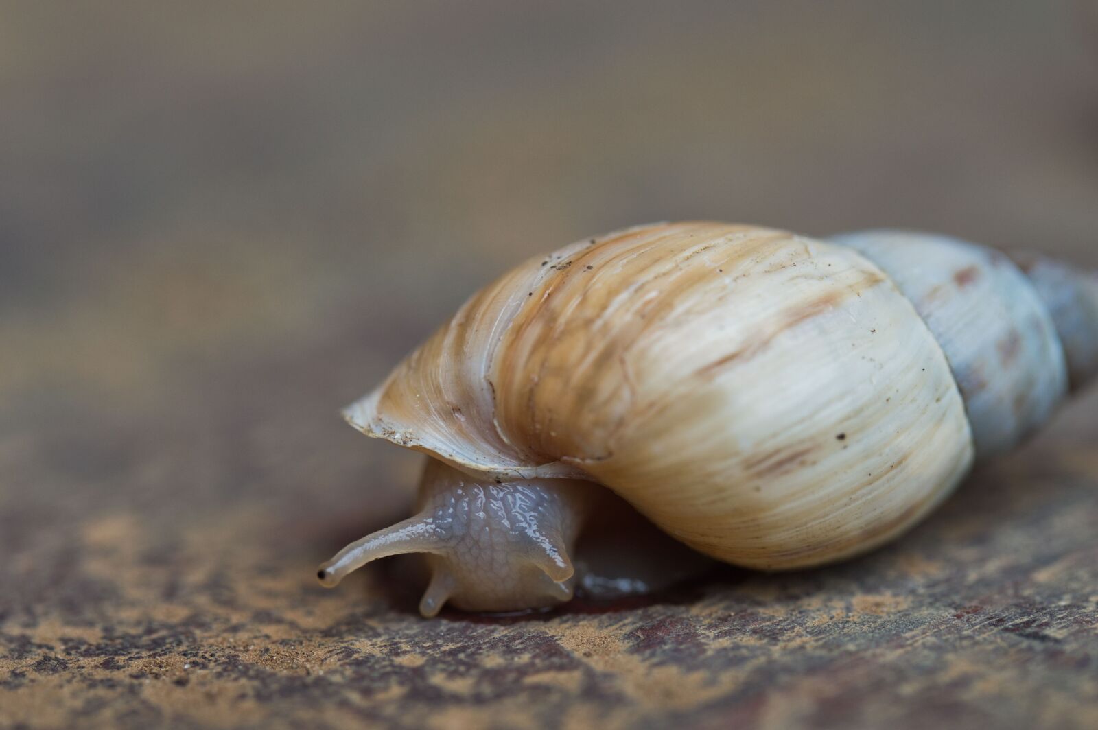 Nikon D3200 sample photo. Costa rica, land snails photography