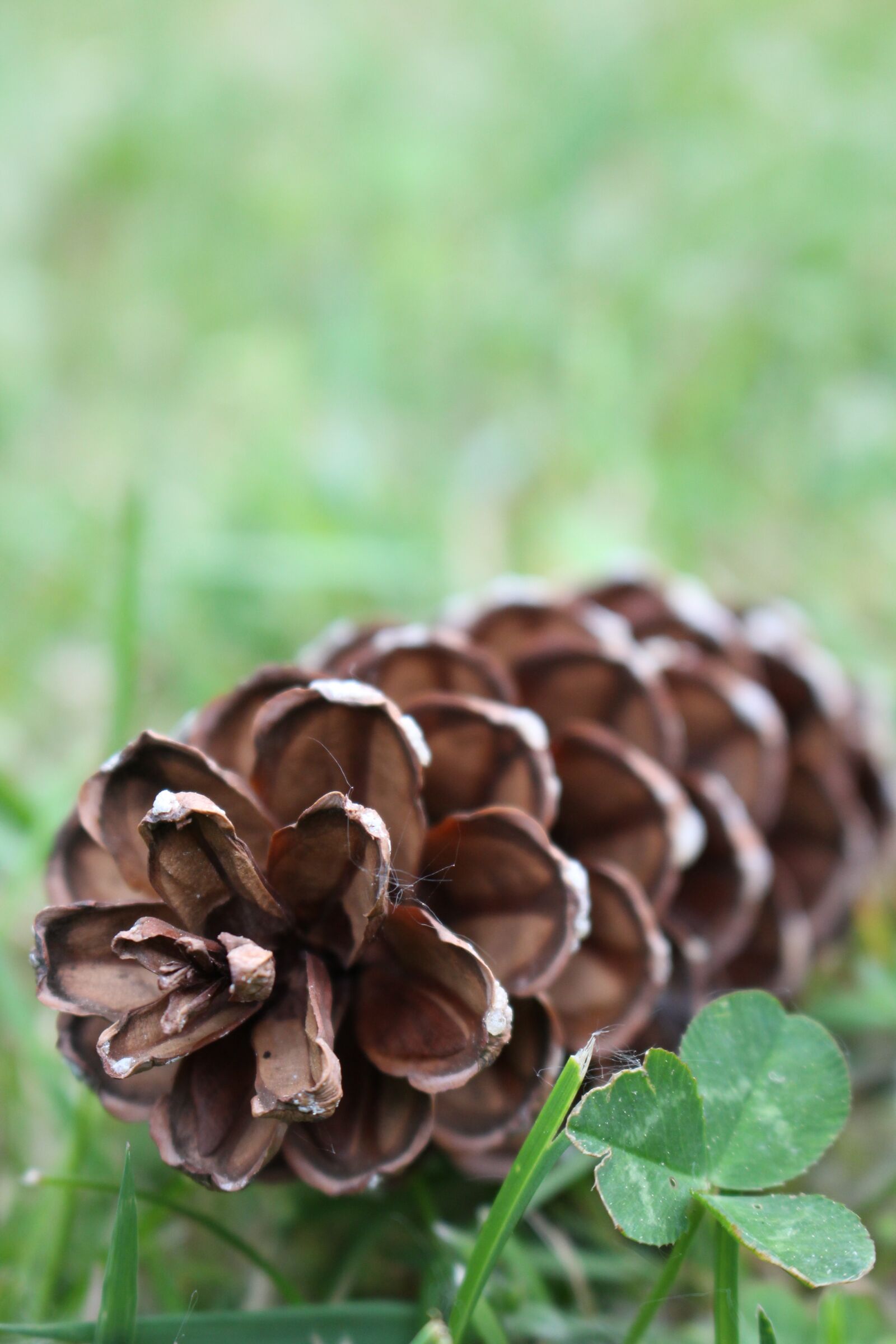 Canon EOS 100D (EOS Rebel SL1 / EOS Kiss X7) sample photo. Pine cones, four leaf photography