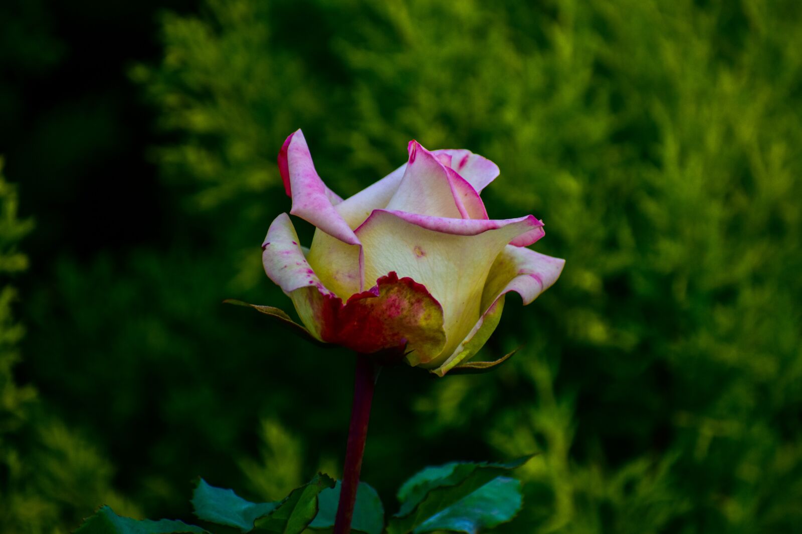 Nikon D3400 sample photo. Rosa, flower, bella photography